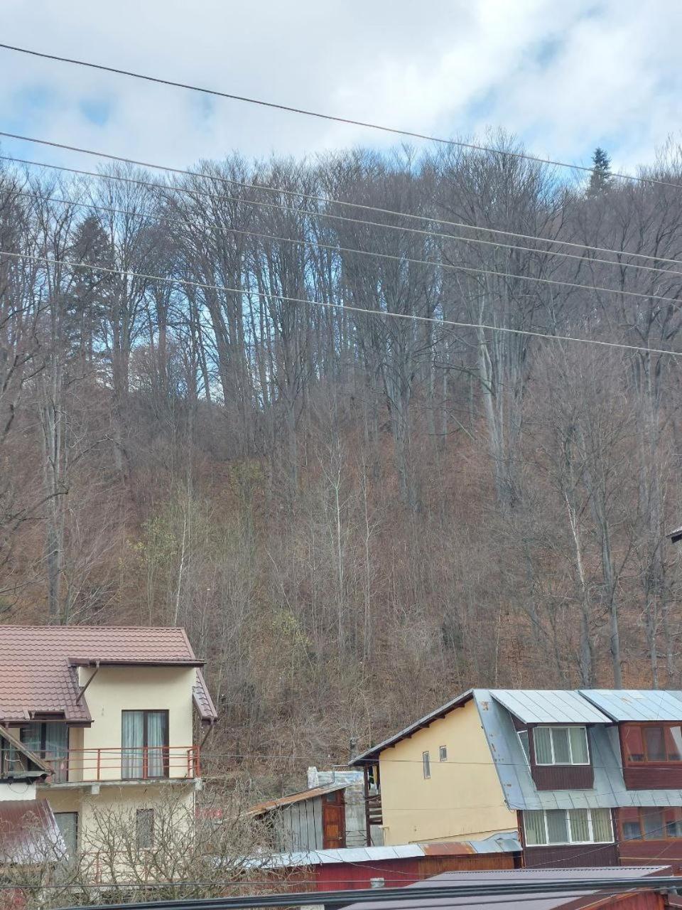 Vila Foc Alb Apartamente-Buşteni Esterno foto